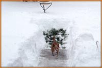 Even Shelby The Dog Had Enough Of The 2009 Blizzard